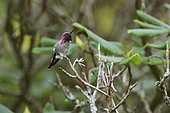 Anna's hummingbird (Calypte anna) on a branch, Stanley Park, Vancouver, British Columbia, Canada