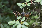 Spotted towhee (Pipilo maculatus) feeding, Stanley Park, Vancouver, British Columbia, Canada