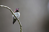 Anna's hummingbird (Calypte anna) on a branch, Stanley Park, Vancouver, British Columbia, Canada
