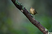 Pacific Wren (Troglodytes pacificus) on a branch, Vancouver, British Columbia, Canada