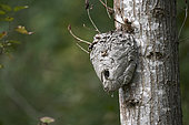 Wasp nest on a log in the forest, Vancouver, British Columbia, Canada