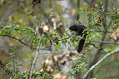 Grey squirrel (Sciurus carolinensis), melanistic form, Vancouver, British Columbia, Canada