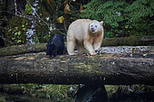 Ours kermode (Ursus americanus kermodei) femelle et son ourson noir, ourson porteur du gène récessif, se nourrissant d'un saumon dans la forêt de l'ours esprit, Great bear rainforest, Gribbell Island, Colombie Britannique, Canada
