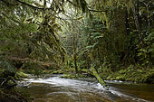 River in the Spirit Bear Rainforest, Great bear rainforest, Gribbell Island, British Columbia, Canada