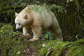 Female kermode bear (Ursus americanus kermodei) on a log in the spirit bear forest, Great bear rainforest, Gribbell Island, British Columbia, Canada