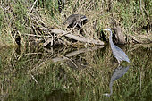 Raccoon (Procyon lotor) and great blue heron (Ardea herodias) on a riverbank, Kamloops, British Columbia, canada