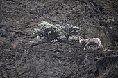 California Bighorn Sheep (Ovis canadensis californiana) in mountain, Kamloops, British Columbia, Canada