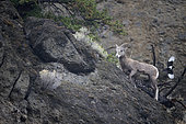 California Bighorn Sheep (Ovis canadensis californiana) in mountain, Kamloops, British Columbia, Canada