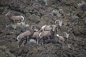 California Bighorn Sheep (Ovis canadensis californiana) groupe in mountain, Kamloops, British Columbia, Canada