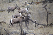 California Bighorn Sheep (Ovis canadensis californiana) groupe, Kamloops, British Columbia, Canada