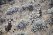 California Bighorn Sheep (Ovis canadensis californiana) male and female, Kamloops, British Columbia, Canada