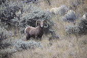 California Bighorn Sheep (Ovis canadensis californiana) male, Kamloops, British Columbia, Canada