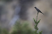Townsend's solitaire (Myadestes townsendi) on the top of a mountain fir, Kamloops, British Columbia