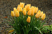 Botanical tulip (Tulipa batalinii) from Uzbekistan