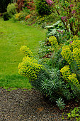 Euphorbia (Euphorbia characias wulfenii)