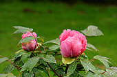 Isabelle Rivière" tree peony P. suffruticosa 1975