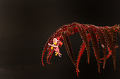 Begonia pteridiformis in flower endemic to the Thai peninsula