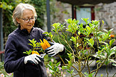 Woman gardener with a citrus fruit Main de Boudha (Citrus digitata) in Brittany Model release