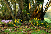 Autumn Crocus (Sternbergia lutea) and Cyclamen (Cyclamen hederifolium) in bloom in the garden