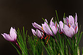 Saffron (Crcos sativus) in bloom
