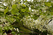 White Judas tree in bloom (Cercis siliquastrum "alba")