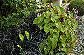 Begonia grandis evansiane with Ophiopogon nigrescens