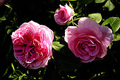 English rose Gertrude Jekill (Obtention David Austin)