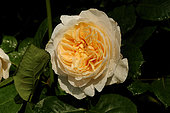 English rose Charity
