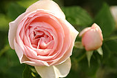 Rose 'Pierre de Ronsard'