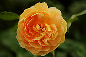 English Rose "Lady Hamilton" Obtention David Auistin