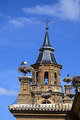 Storks nesting on the collegiate church in Alfaro, Spain. Alfaro Spectacular stork colony, the largest in the world in a single building: over 400 of these birds choose the collegiate church of San Miguel as the site for their nests, using artificial supports installed for the purpose. Alfaro - Rioja - Spain