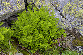 Parsley Fern (Cryptogramma crispa), a small mountain scree fern. Cryptogramma crispa is a species of fern in the Pteridaceae family. It is a perennial plant found mainly in the mountainous regions of southern Europe, as here in the Aragonese Pyrenees. Spain