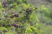 Prickly juniper in fruit. Prickly juniper (Juniperus oxycedrus), is a small tree or shrub common in the Mediterranean region, where it is one of the characteristic plants of scrubland and maquis. The cones, edible fresh, are brown to orange.