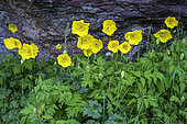 Welsh poppy (Meconopsis cambrica). Anso Valley - Aragon, Spain
