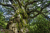 Millennium yew (Taxus baccata) in Aragon (Spain). A very slow-growing conifer that can reach a very advanced age. This recently spotted tree is among the oldest in Spain. Massif des Cancias in Aragon, Spain