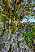 The thousand-year-old yew from Anguiano (Rioja - Spain). A very old Taxus baccata, nearly 7 metres in circumference and estimated to be over 1,000 years old. Completely isolated in the mountains in a steep, inaccessible and therefore unworkable location. Sierras de La Rioja - Spain