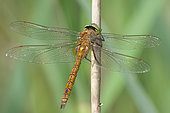Norfolk Hawker (Aeshna isoceles) in a reedbed bordering a former gravel pit, along the Rhine, in the National Nature Reserve of the Robertsau and La Wantzenau Forest, Strasbourg, in spring. Alsace, France