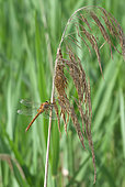 Norfolk Hawker (Aeshna isoceles) in a reedbed bordering a former gravel pit, along the Rhine, in the National Nature Reserve of the Robertsau and La Wantzenau forest massif, Strasbourg, in spring. France
