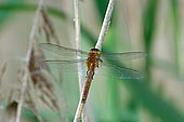 Norfolk Hawker (Aeshna isoceles) in a reedbed bordering a former gravel pit, along the Rhine, in the National Nature Reserve of the Robertsau and La Wantzenau Forest, Strasbourg, in spring. Alsace, France