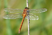 Norfolk Hawker (Aeshna isoceles) in a reedbed bordering a former gravel pit, along the Rhine, in the National Nature Reserve of the Robertsau and La Wantzenau Forest, Strasbourg, in August.
