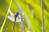Migrant hawker against the light (Aeshna mixta), on a stalk of Common Reed (Phragmites australis), on the edge of a former gravel pit, along the Rhine, in the Réserve Naturelle Nationale du massif forestier de la Robertsau et de La Wantzenau, in Strasbourg in August. Alsace, France