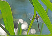 Migrant hawker (Aeshna mixta) on a leaf of Common Reed (Phragmites australis), above a former gravel pit along the Rhine, in the National Nature Reserve of the Robertsau and La Wantzenau Forest, Strasbourg, early autumn. Alsace, France