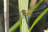 Migrant hawker (Aeshna mixta) on a leaf of common reed (Phragmites australis), at the edge of a former gravel pit, along the Rhine, in the National Nature Reserve of the Robertsau and La Wantzenau forest massif, in Strasbourg in August. Alsace, France