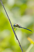 Migrant hawker (Aeshna mixta) on a stalk of common reed (Phragmites australis), on the edge of a former gravel pit along the Rhine, in the National Nature Reserve of the Robertsau and La Wantzenau Forest, Strasbourg, in August. Alsace, France
