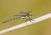 Migrant hawker at sunset (Aeshna mixta), on a stalk of common reed (Phragmites australis), at the edge of a pond, along the Rhine, in the National Nature Reserve of the Robertsau and La Wantzenau Forest, in Strasbourg in autumn. Alsace, France