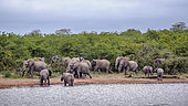 African bush elephant (Loxodonta africana) herd walking along lake in Kruger National park, South Africa