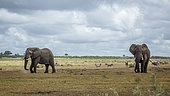 Two majestic African bush elephants bulls (Loxodonta africana) in lowland in Kruger National park, South Africa
