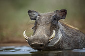 Common warthog (Phacochoerus africanus) portrait bathing in waterhole in Kruger National park, South Africa