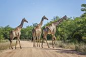 Three Giraffes (Giraffa camelopardalis) on safari road in Kruger National park, South Africa