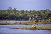 Common Waterbuck (Kobus ellipsiprymnus) grazing in middle of lake in Kruger National park, South Africa